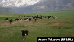 Пастухи гонят стадо коров.